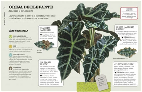 Como NO matar tus plantas (Nueva Edicion) -  DK